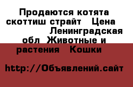 Продаются котята скоттиш-страйт › Цена ­ 5000-10000 - Ленинградская обл. Животные и растения » Кошки   